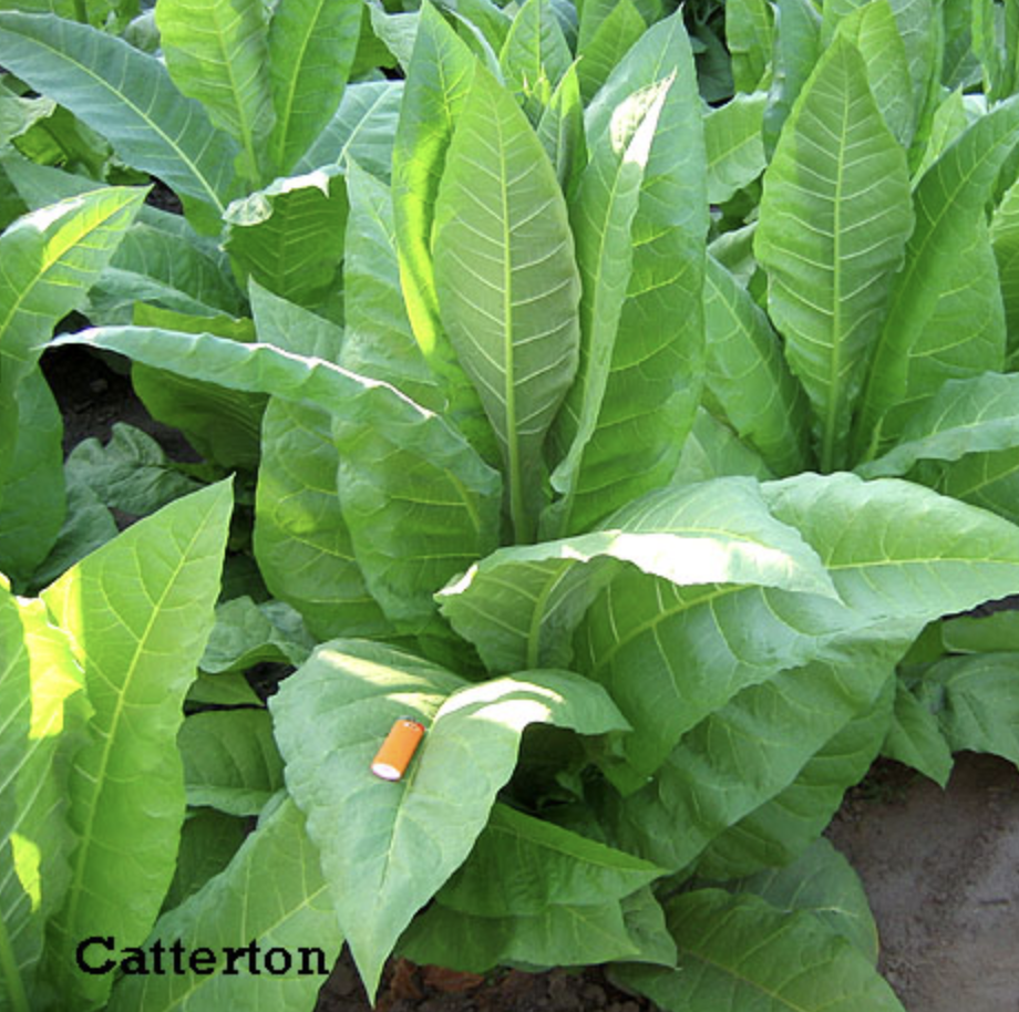 Catterton, Tobacco Seed Urban Farmer